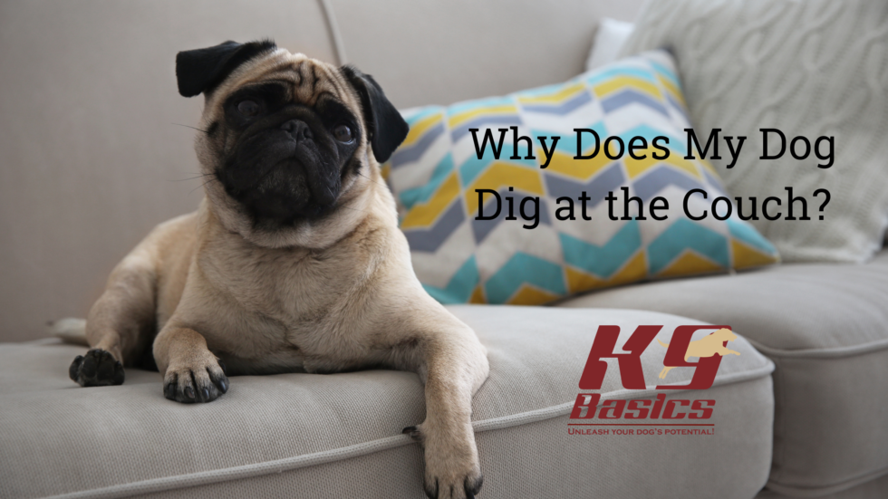 Why Does My Dog Dig at the Couch?