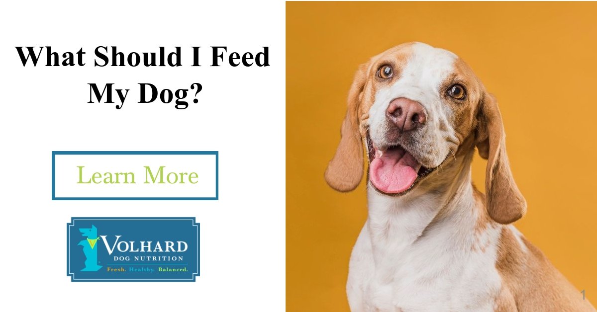 Is Dry Kibble Bad for my Dog?