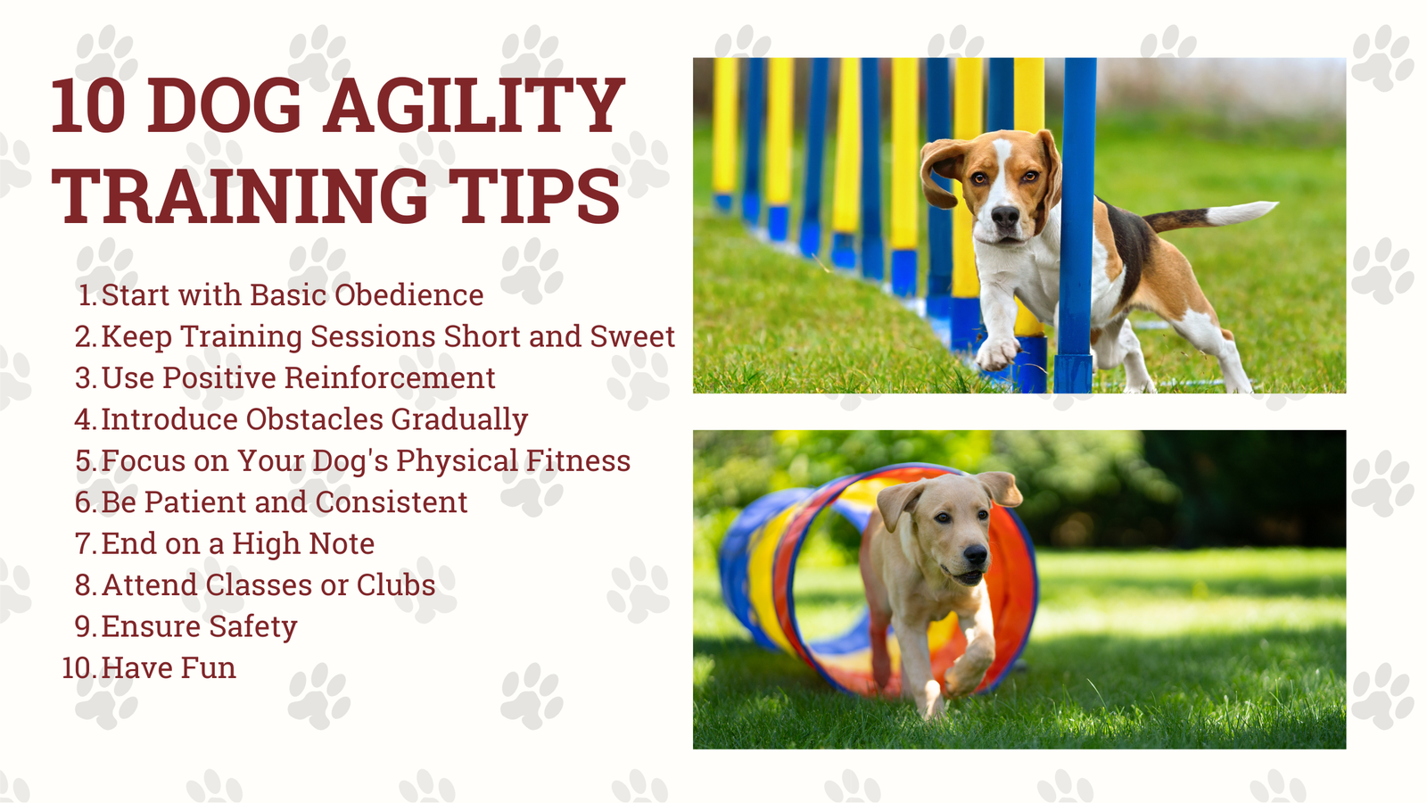 Affordable Dog Agility Equipment At Shirley Gonzalez Blog Affordable Dog Agility Equipment At Shirley Gonzalez Blog