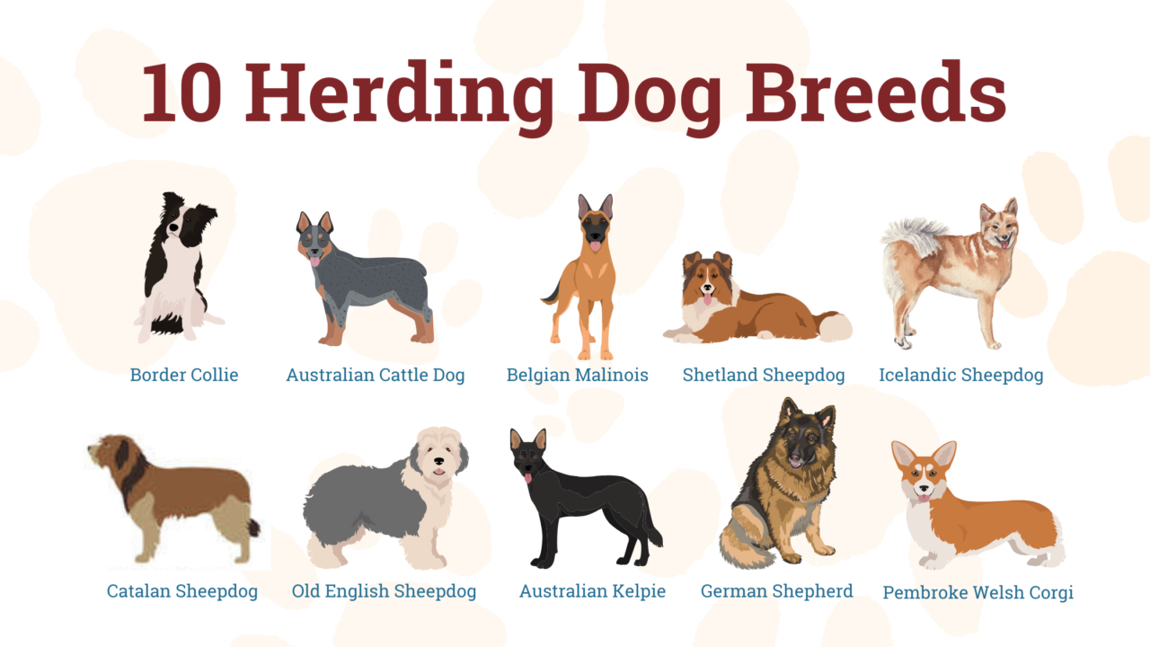 The Basics Of Herding Dog Training Instincts And Techniques
