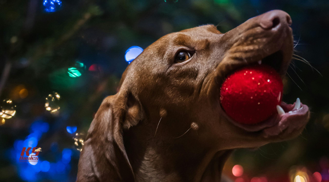 How to Teach Your Dog to Stay Away From Christmas Trees and Ornaments