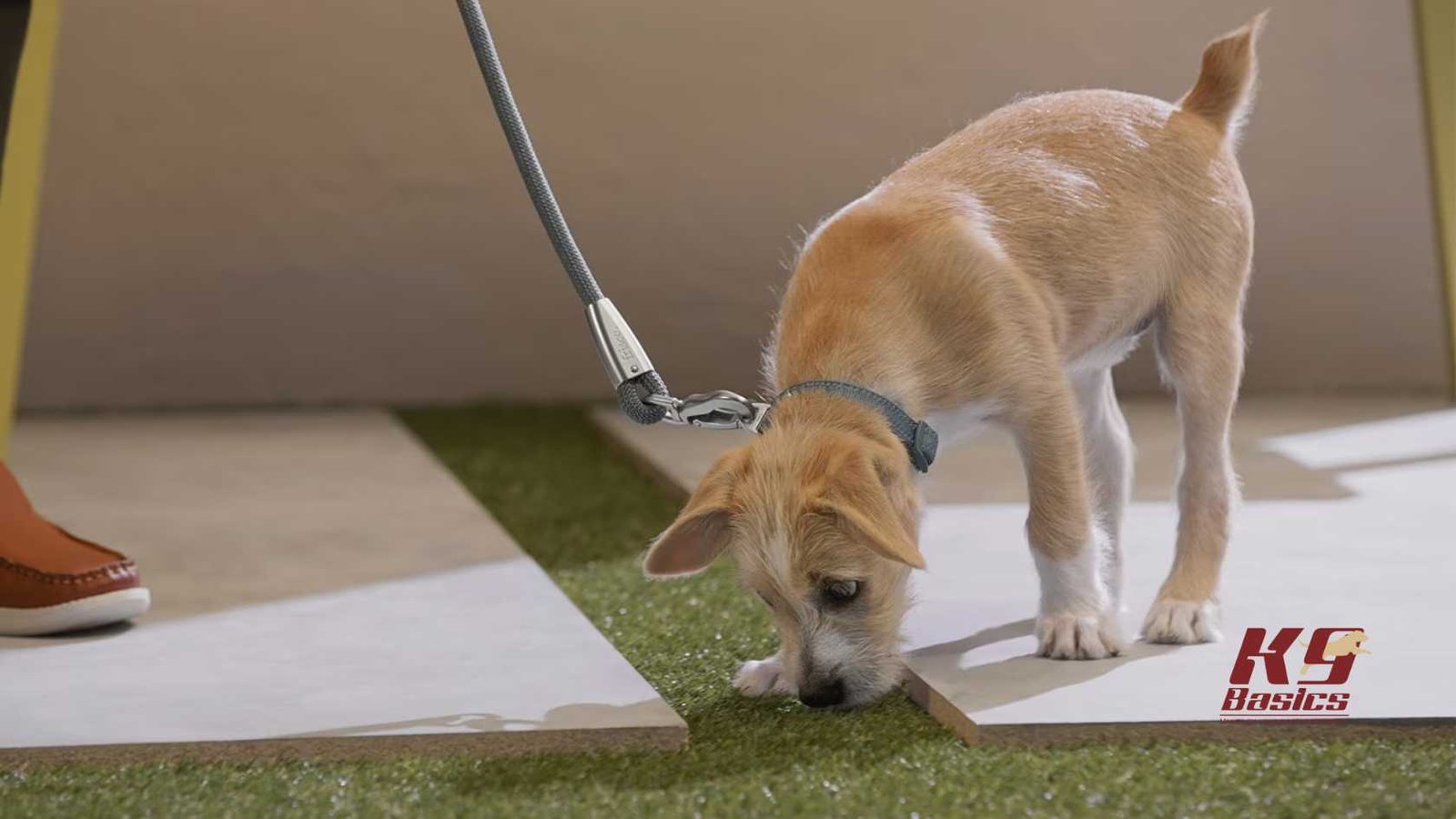 Puppy sniffing the ground