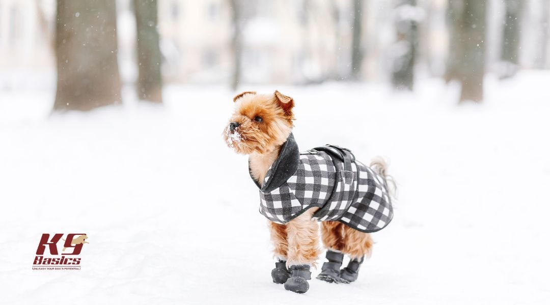Dog outside in snow wearing booties