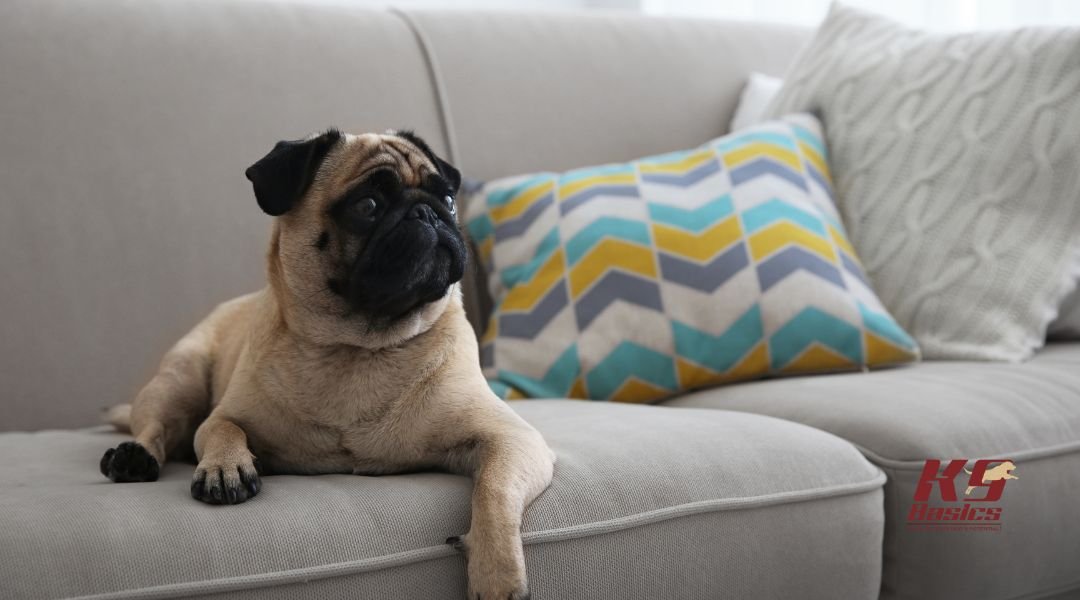 Sofa Rules: Training Your Dog Whether or Not to Climb on Furniture