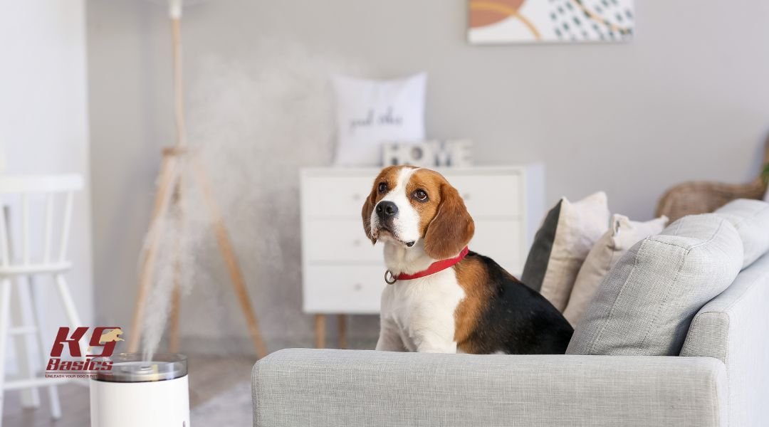 Dog on couch looking at owner