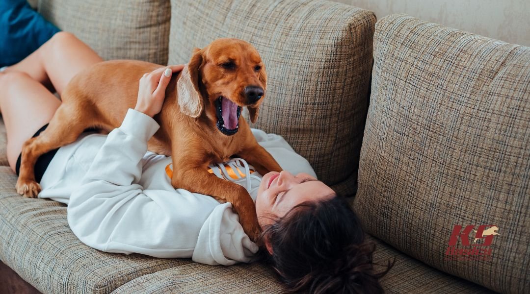 Dog and owner playing on couch