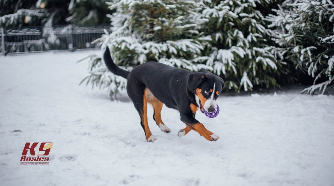 Dog training outdoors winter