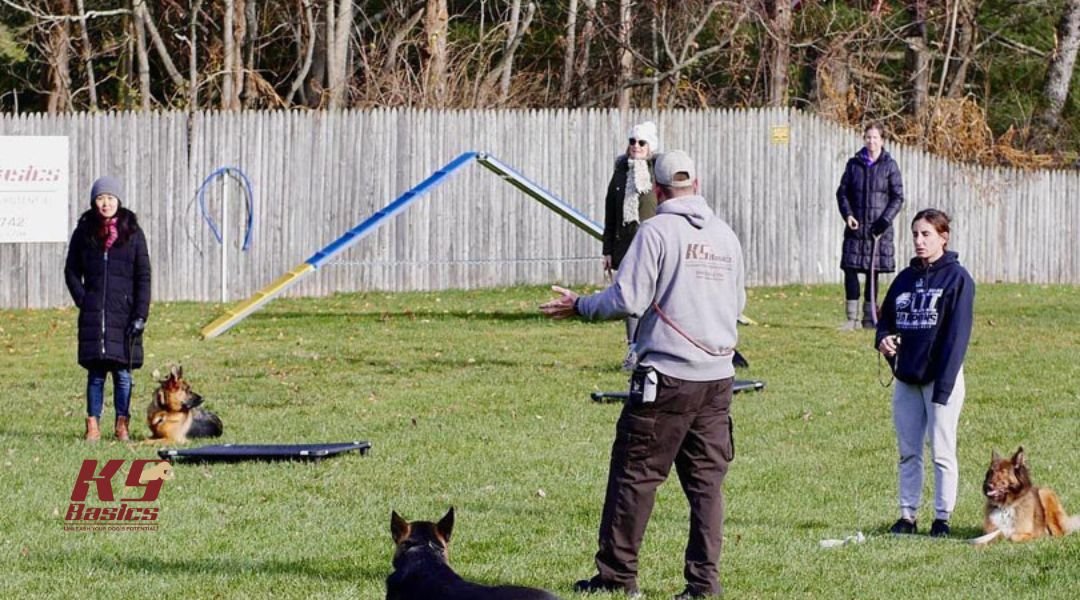 Dog training session at K9 Basics