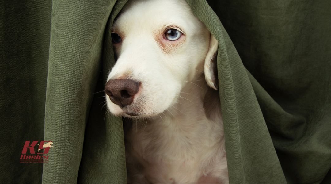 Overcoming Separation Anxiety: Strategies for Dog Owners in Marlton, NJ