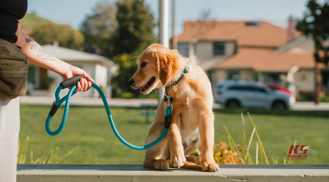 Bringing Home a Spring Puppy? Why Puppy Preschool is Crucial Before 16 Weeks