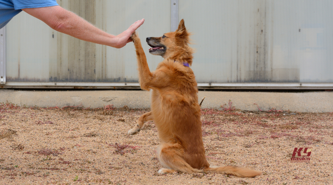 Can Dog Training Ruin Your Dog’s Personality? Why Structure and Affection Can Co-Exist