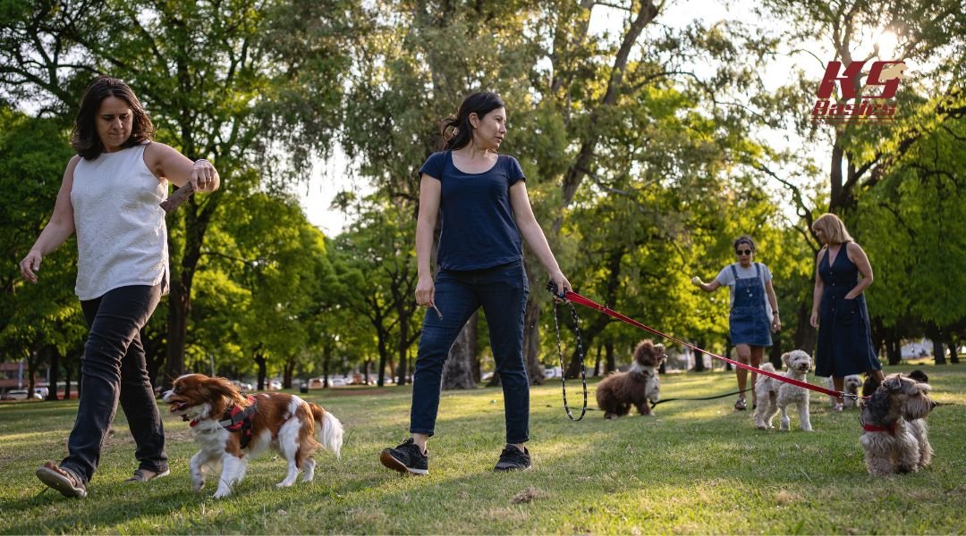 Owners and dogs playing at the park