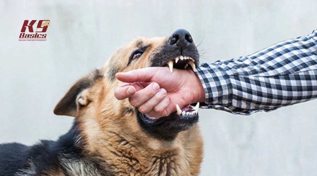 German Shepherd biting a person's forearm