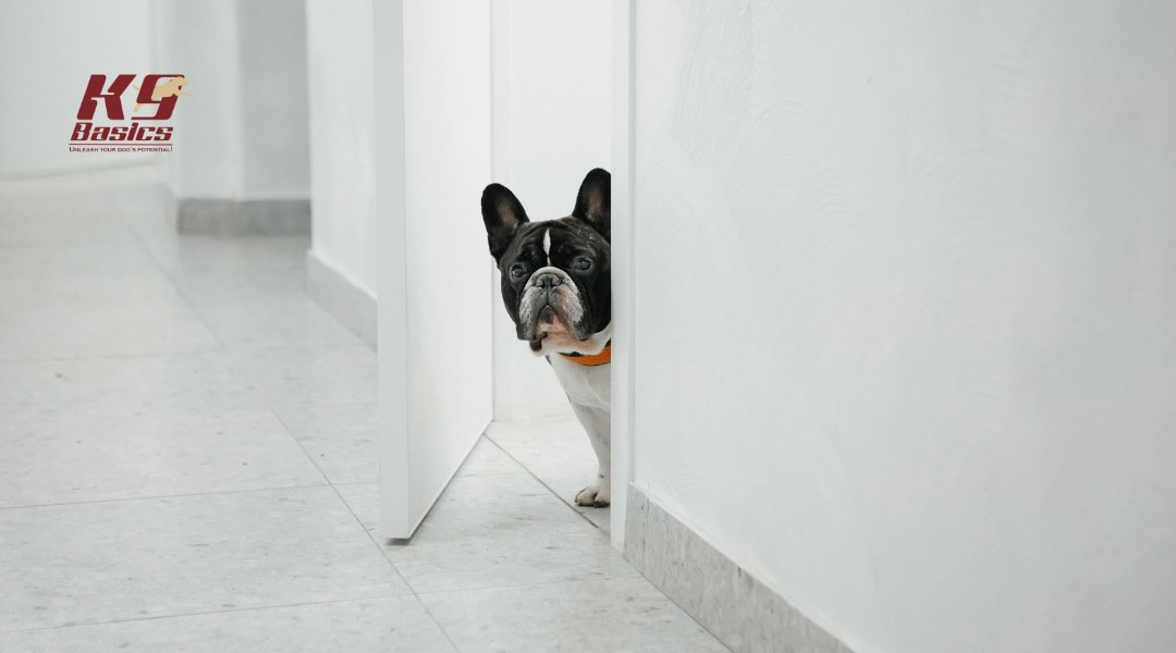 6 Ways Lack of Training Can Impact Your Dog’s Health