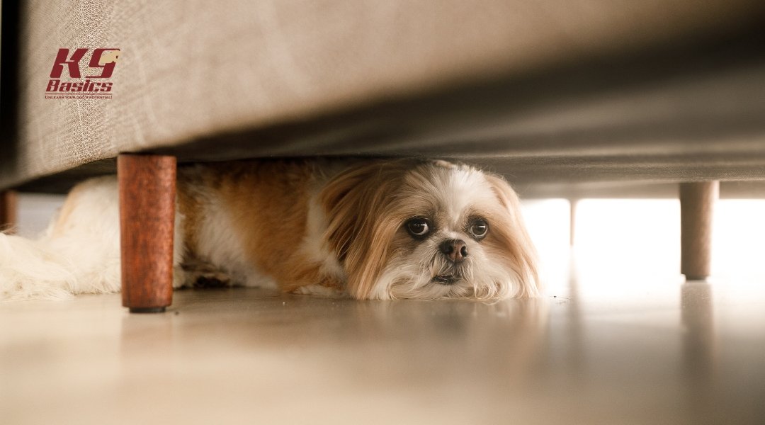 Dog hiding under a couch