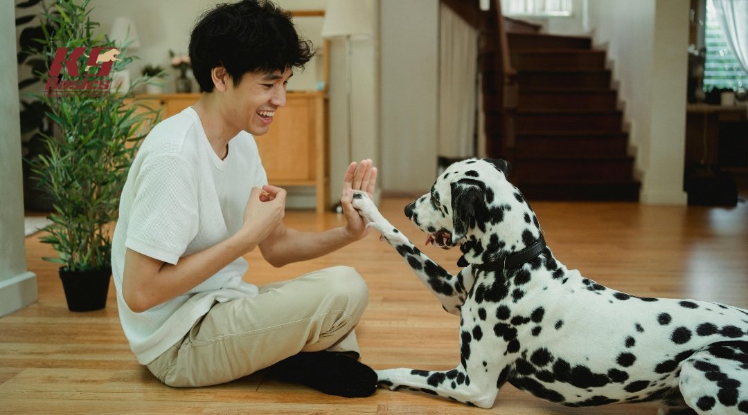 Dalmatian playing with owner