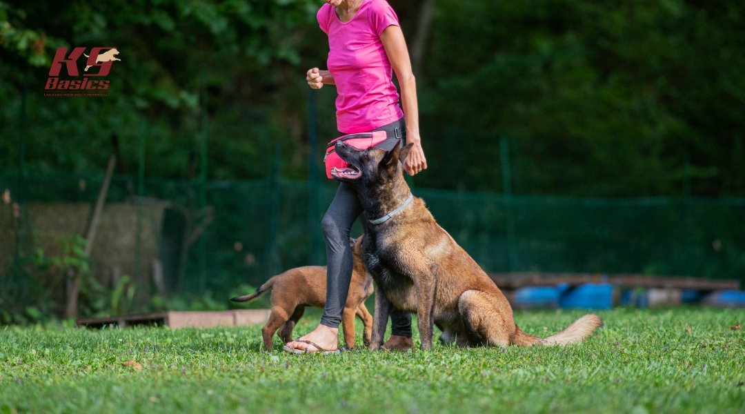 Dogs and trainer during training session