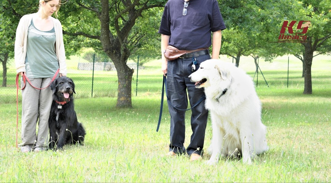 Dogs and trainers on meadow