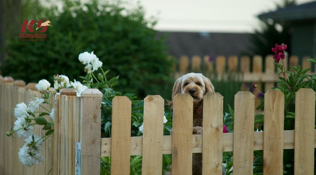 Dog looking over a fence