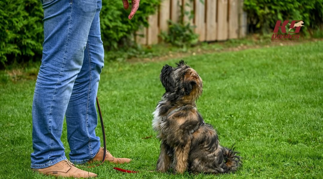 Dog and trainer during training session