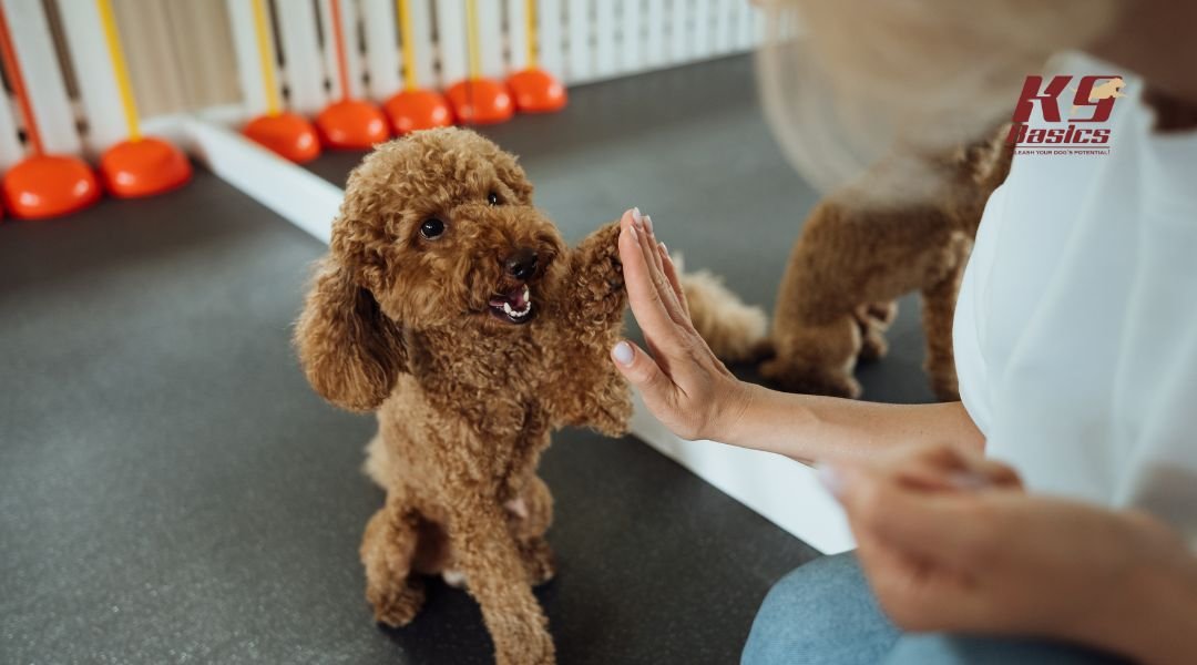 Dog and owner high-fiving