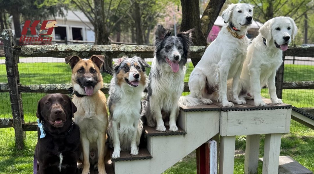 A group of six happy dogs of various breeds and colors sitting in a row on an outdoor agility platform.
