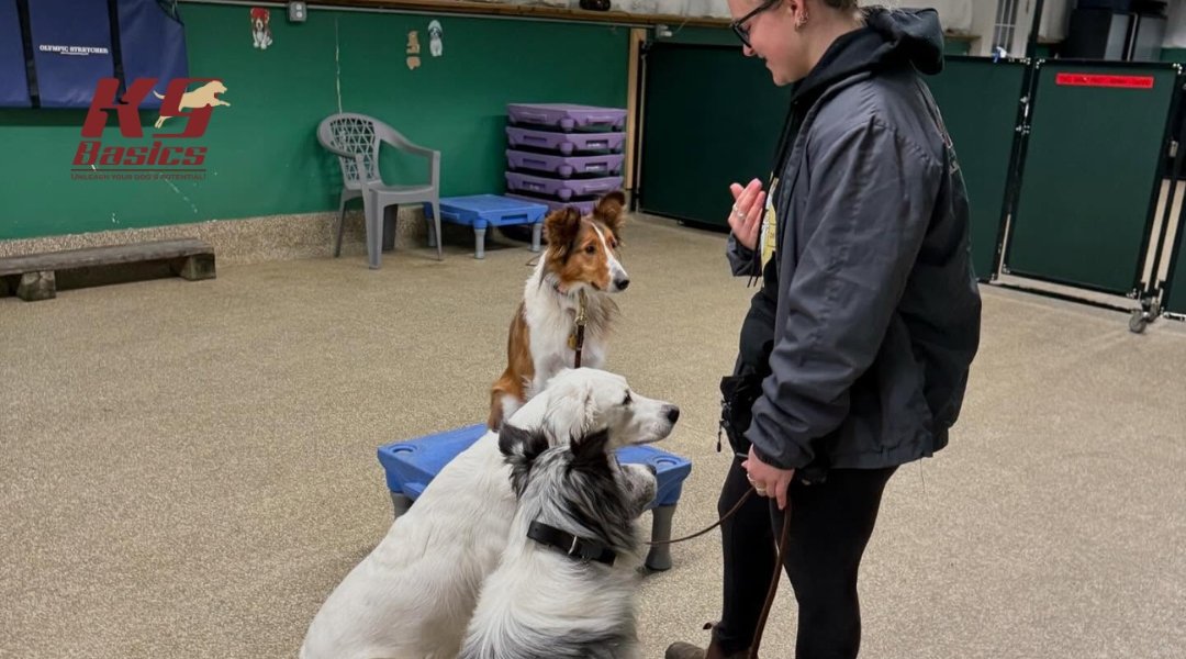 A trainer in a black jacket gives commands to three attentive dogs inside a training facility.