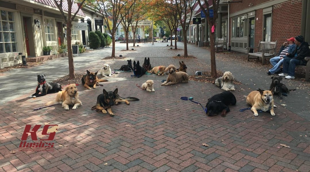 A large group of well-trained dogs of various breeds are lying calmly in a public shopping area, demonstrating their obedience and socialization skills.