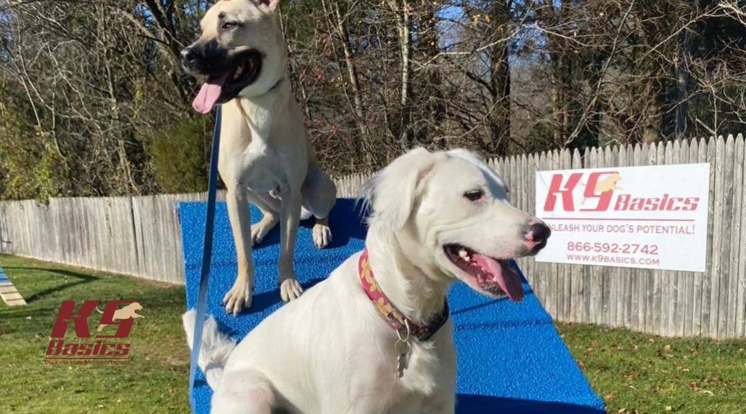 Two white dogs sit on a blue A-frame agility ramp at the K9 Basics outdoor training facility.
