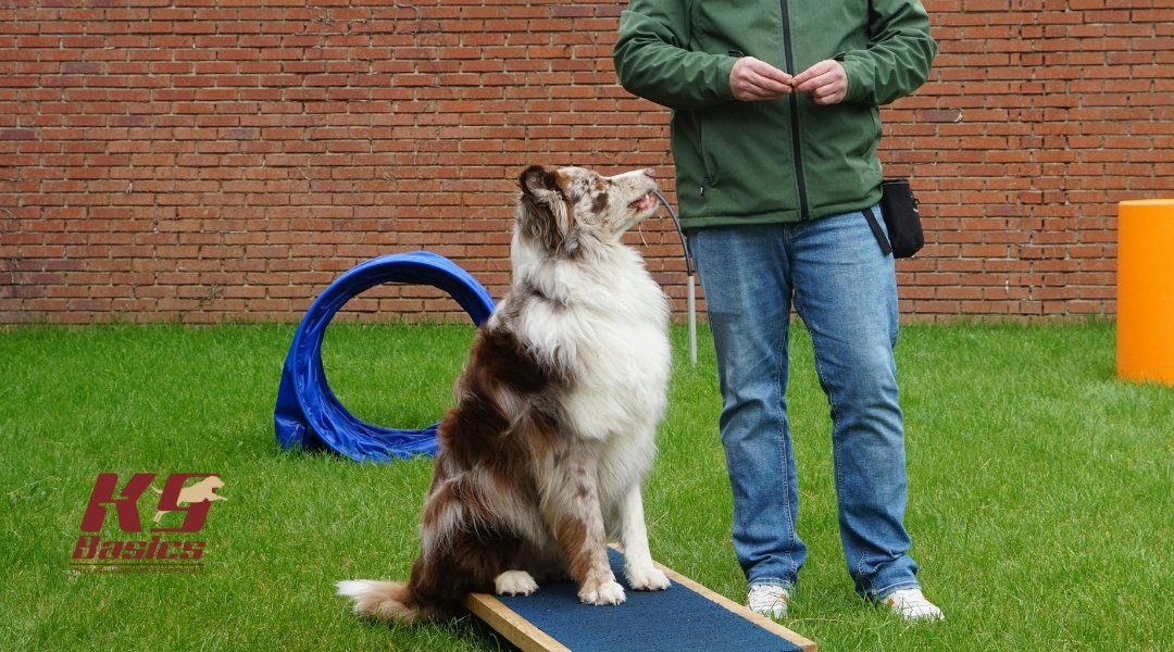 Australian Shepherd sitting attentively on a ramp during obedience training in a grassy area with agility equipment nearby.