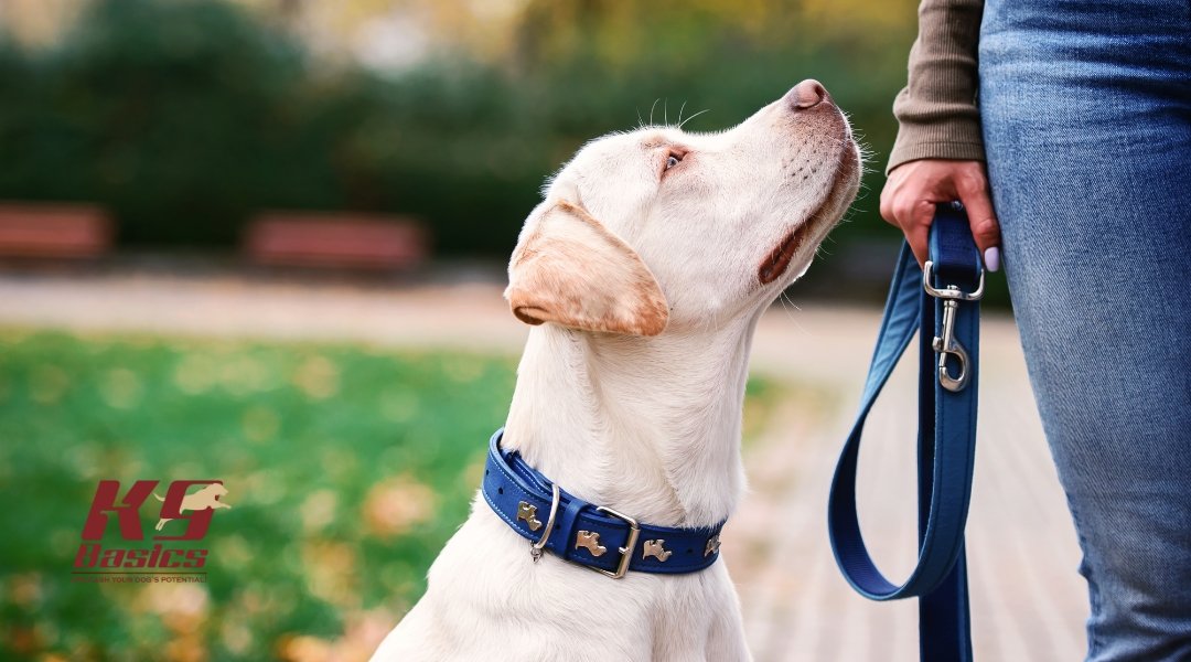 A white Labrador sitting on a paved path, attentively looking up at their owner holding a blue leash.