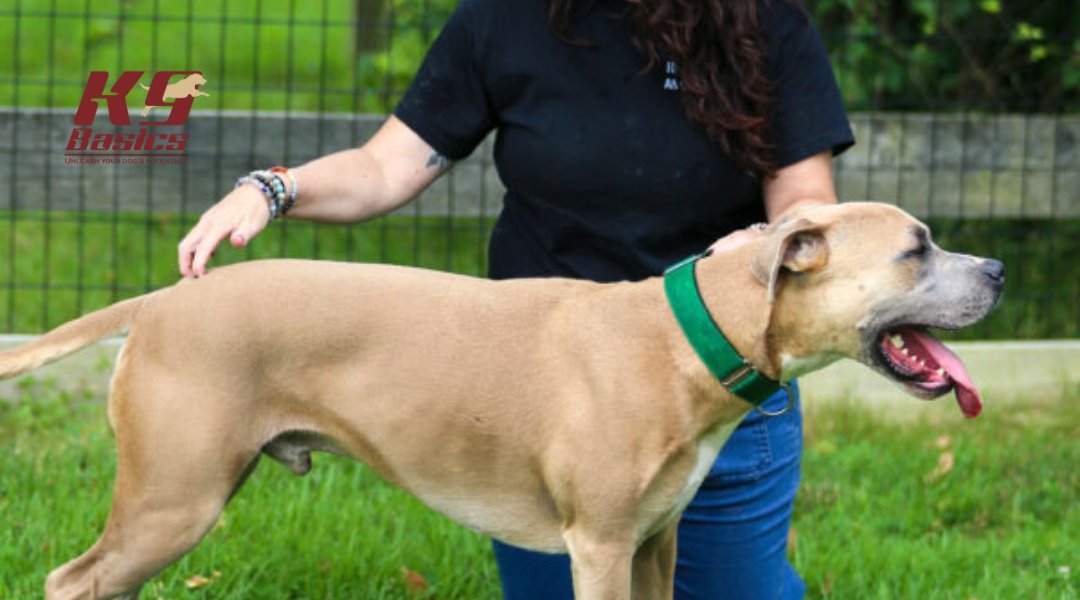 Large tan dog with green collar standing in a grassy area during an evaluation with a K9 Basics therapist in a black shirt.
