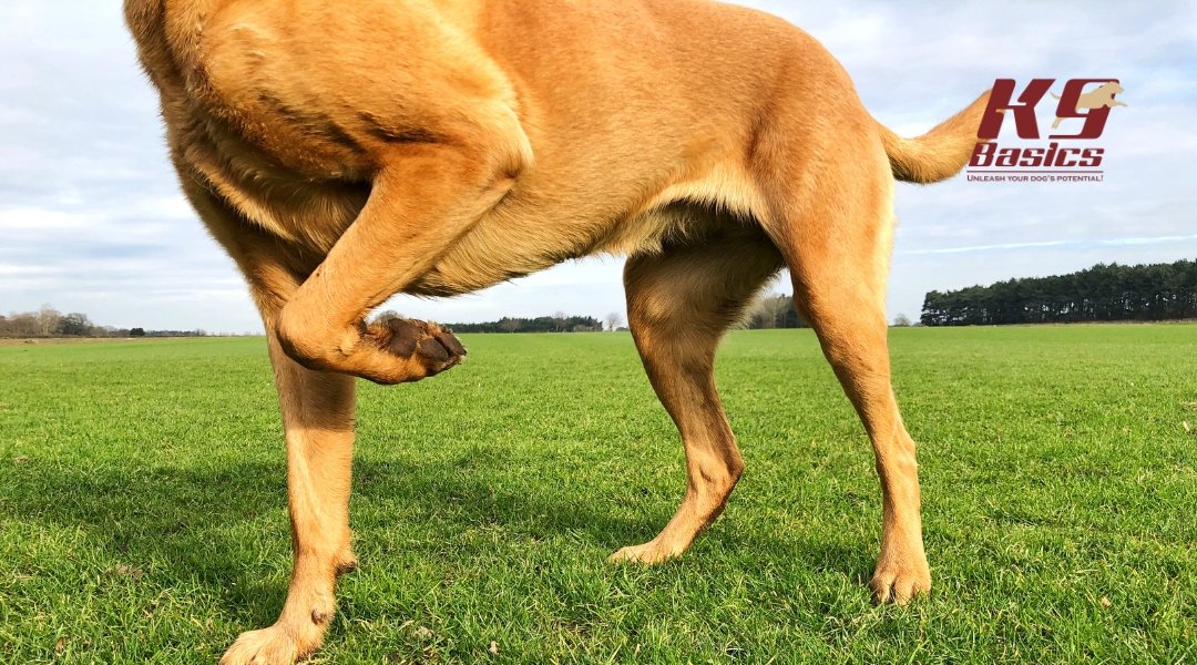 Limping brown do with raised paw