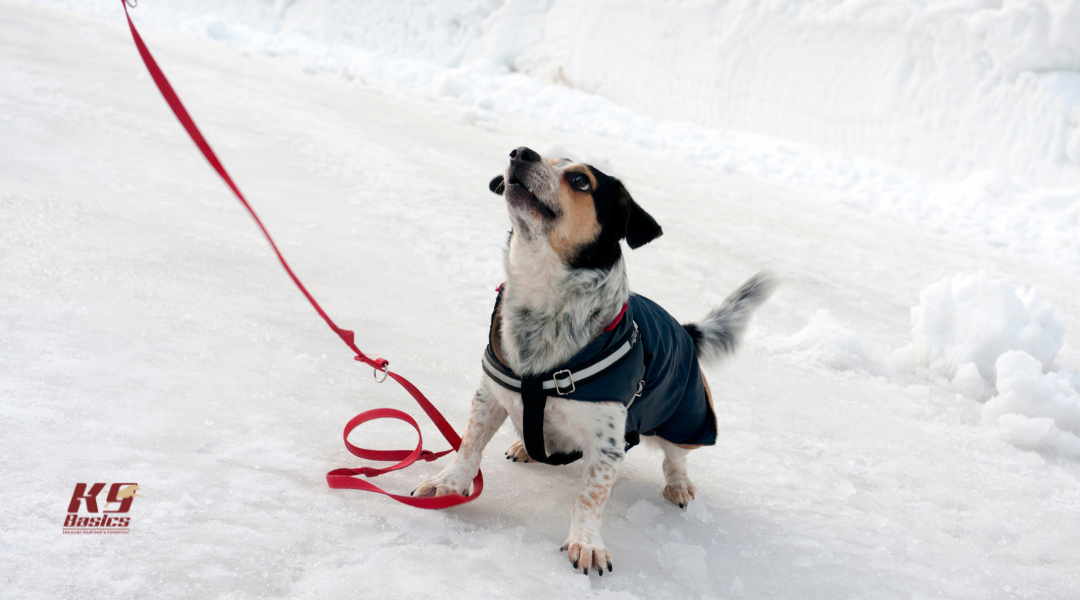 Winter Regression? How to Fix Obedience Backsliding When Cold Weather Disrupts Your Dog’s Routine