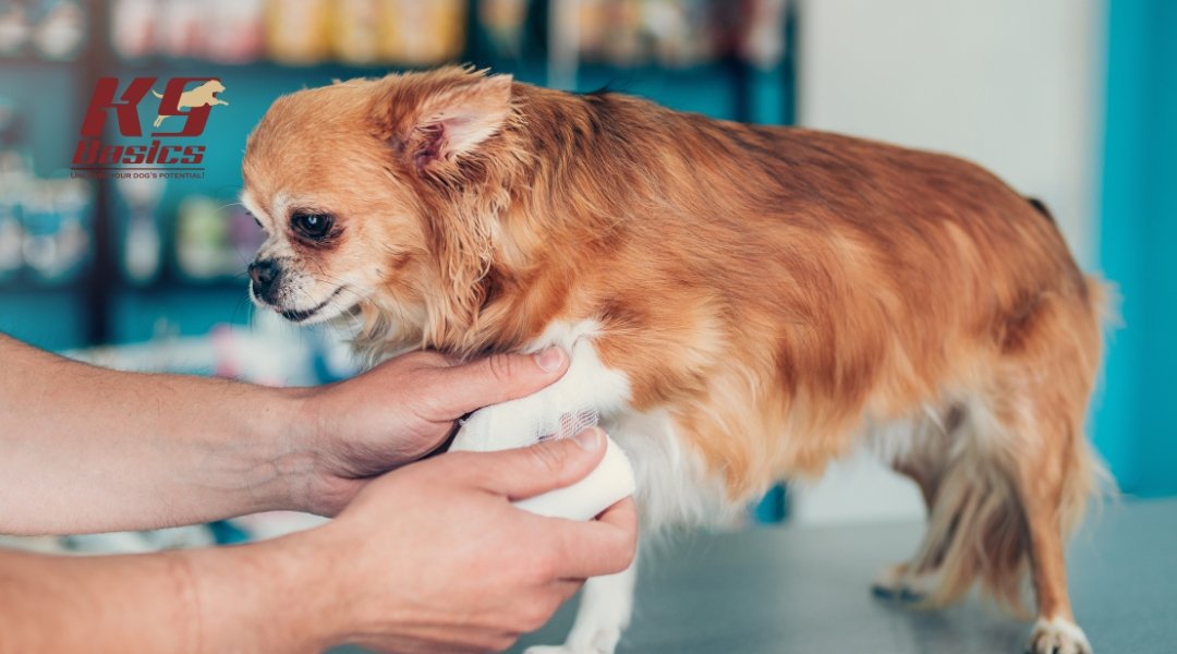 Small long-haired dog receiving paw care at a veterinary or therapy clinic, gently held by a professional for bandaging.