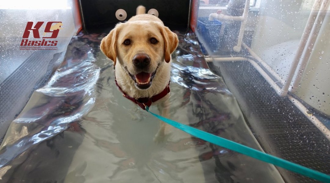 dog paddling in water