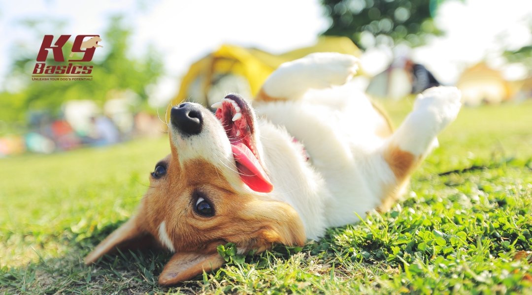 Happy Corgi rolling on its back in the grass on a sunny day, playfully engaging with its environment.
