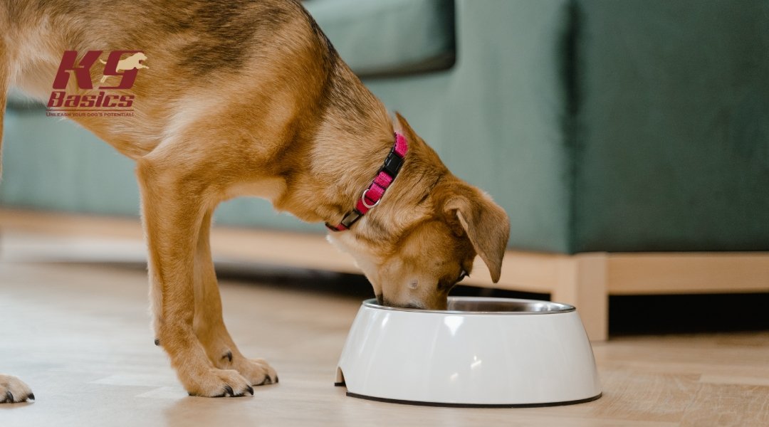 A medium-sized dog eating from a white food bowl in a cozy living room setting.