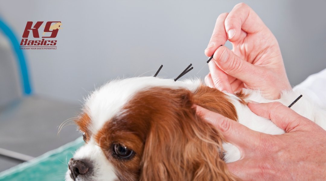 A small dog undergoing acupuncture treatment by a veterinarian, with needles inserted along its back.