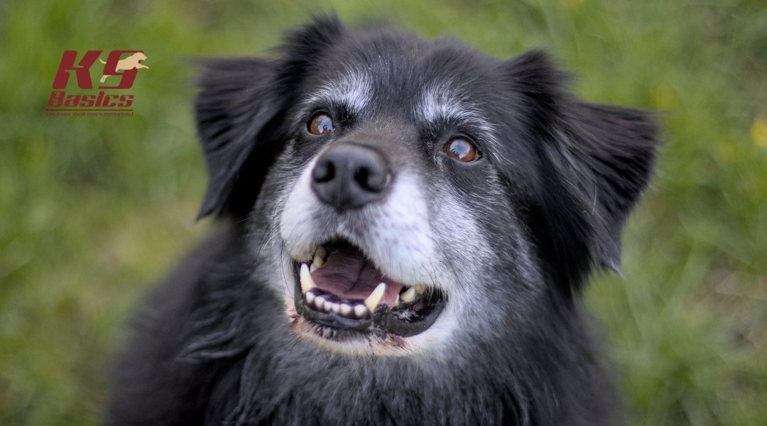 A senior black-and-white dog looking excited, with its mouth open and ears perked up in a grassy outdoor setting.