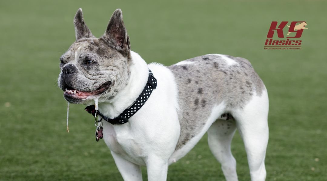 A French Bulldog standing on green grass with its tongue out and drool hanging, with the K9 Basics logo in the top left corner.