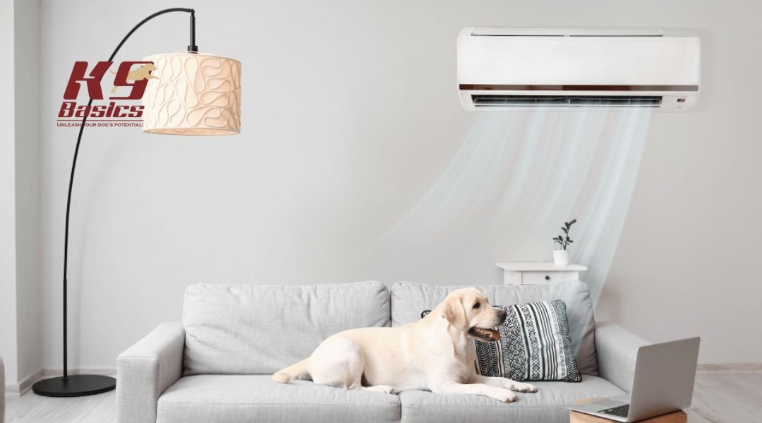 A Labrador dog lying on a couch underneath an air conditioning unit, enjoying the cool air in a living room, with the K9 Basics logo in the top left corner.