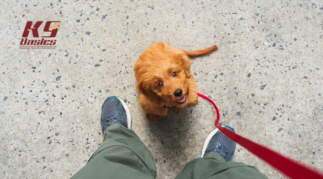 What are Common Mistakes to Avoid When Training a Puppy?