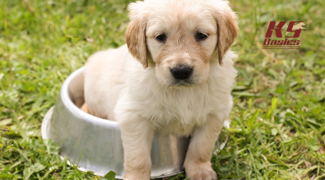 A light-colored puppy sits inside a large silver dog bowl in the grass, looking directly at the camera. The K9 Basics logo is shown above.