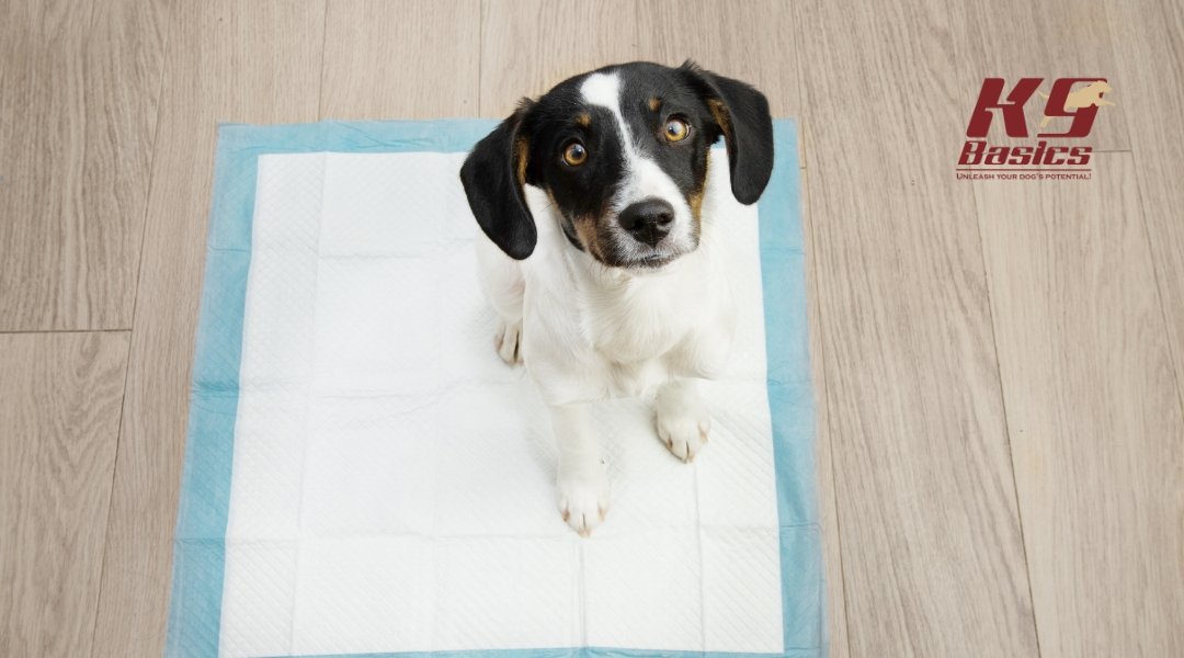 A black-and-white puppy sits on a pee pad indoors, gazing up with wide eyes. The K9 Basics logo is present in the corner.
