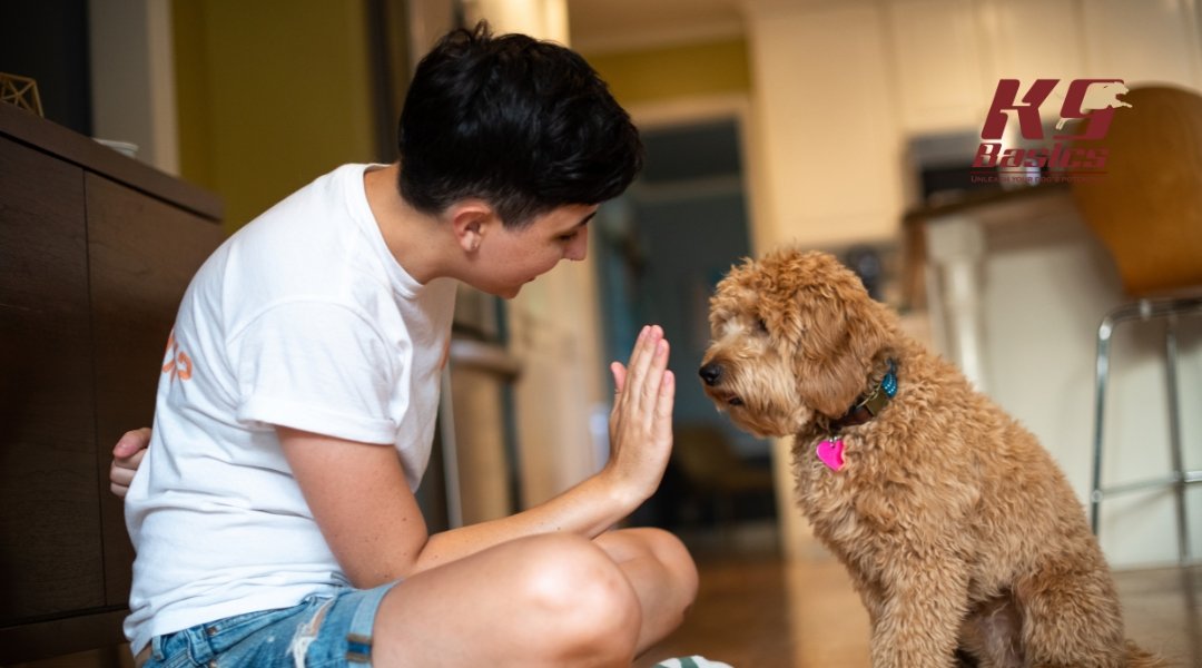 A person gives a high-five to a curly-haired puppy during a training session in the kitchen. The K9 Basics logo appears in the top left.