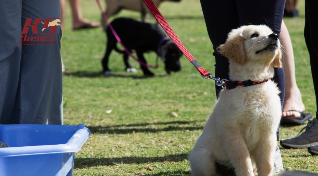 A golden retriever puppy on a red leash sits calmly among other puppies and people at a park. The K9 Basics logo is in the top left.