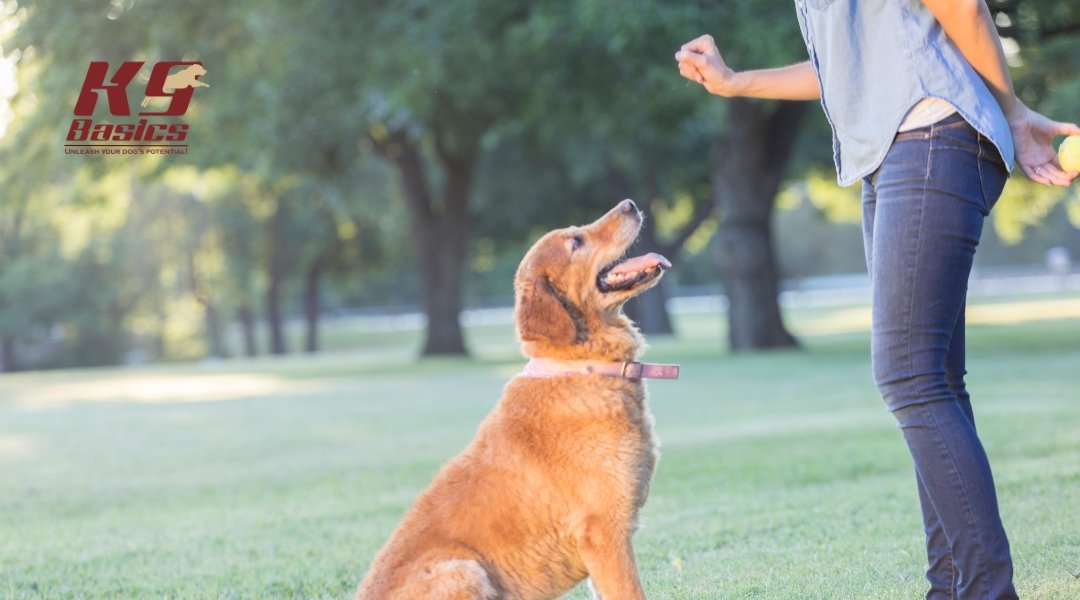 Can Dogs Relearn a Behavior or Command Without Confusion?