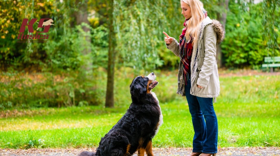 Woman in autumn attire giving a verbal and hand signal to a large Bernese Mountain Dog sitting attentively, showcasing K9 Basics obedience training.