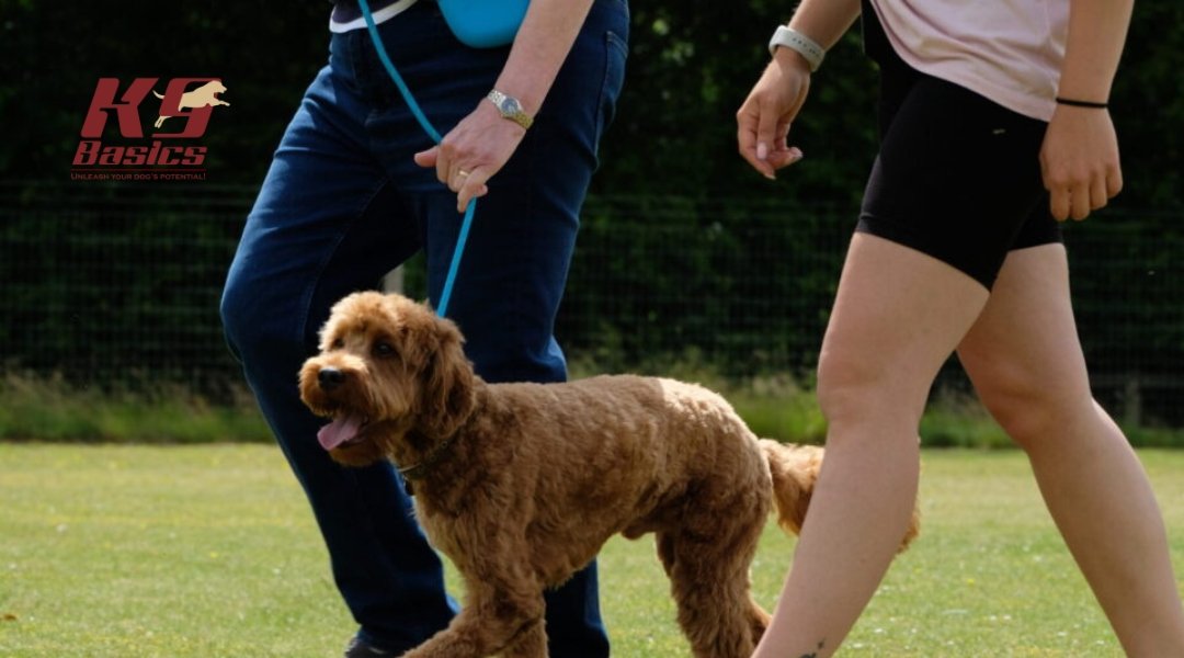 How Do I Evaluate a Dog Trainer’s Experience and Credentials?